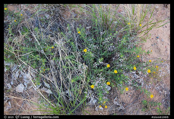 Ground close-up with wildflowers. Zion National Park, Utah, USA.