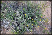 Ground close-up with wildflowers. Zion National Park ( color)