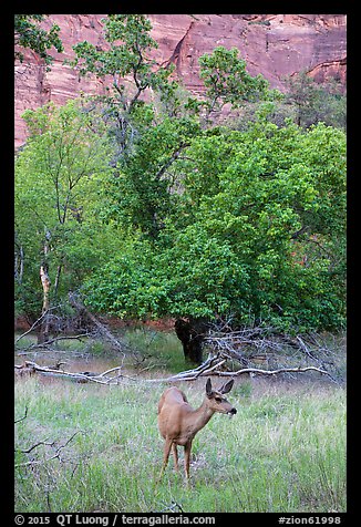 Deer, trees, and canyon walls. Zion National Park (color)