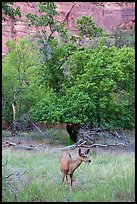 Deer, trees, and canyon walls. Zion National Park ( color)