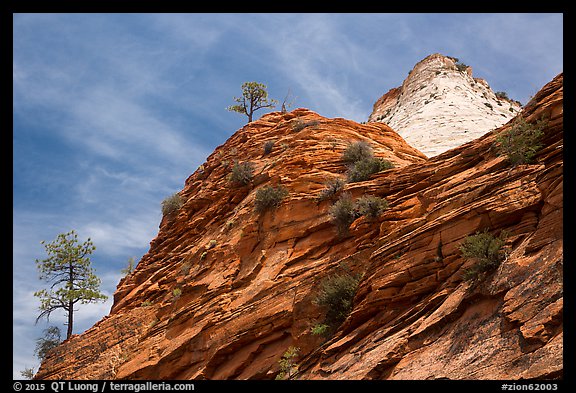 Trees, red and white cliffs, East Zion. Zion National Park (color)