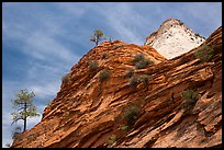 Trees, red and white cliffs, East Zion. Zion National Park ( color)