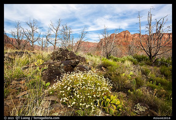 Wildflowers, cacti, and burned trees, Grapevine. Zion National Park (color)