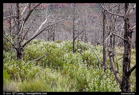 Tree skeletons and wildflowers, Grapevine. Zion National Park (color)