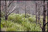 Tree skeletons and wildflowers, Grapevine. Zion National Park ( color)