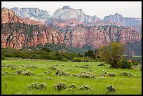 Tall grasses and rock towers, Kolob Terraces. Zion National Park ( color)