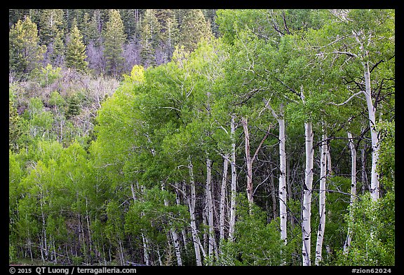 Aspen in early summer, Kolob Terraces. Zion National Park (color)