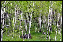 Slender aspen in summer, Lava Point. Zion National Park ( color)