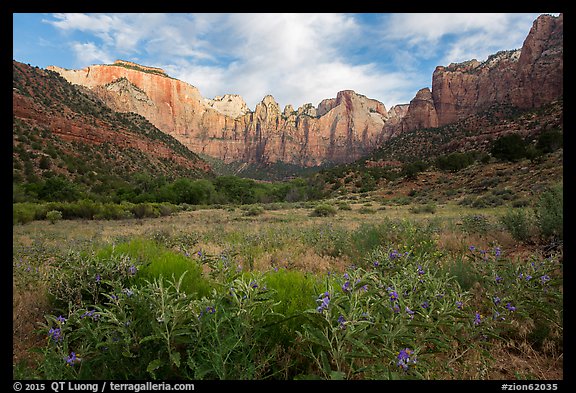 Summer wildflowers and Towers of the Virgin. Zion National Park (color)