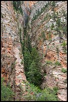 Pine forest clinging to steep cliffs. Zion National Park ( color)