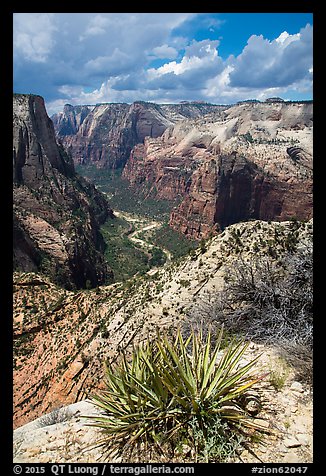 Sotol and Zion Canyon from East Rim. Zion National Park (color)