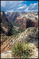 Sotol and Zion Canyon from East Rim. Zion National Park ( color)