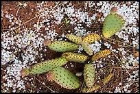 Close-up of cactus with hailstone. Zion National Park, Utah, USA.