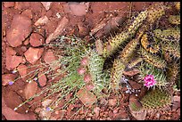 Close-up of flowering cactus, red soil, and hail. Zion National Park, Utah, USA.