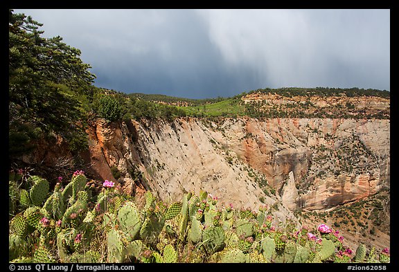 Blooming cactus and East Rim at Observation Point. Zion National Park, Utah, USA.