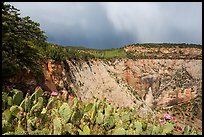 Blooming cactus and East Rim at Observation Point. Zion National Park ( color)