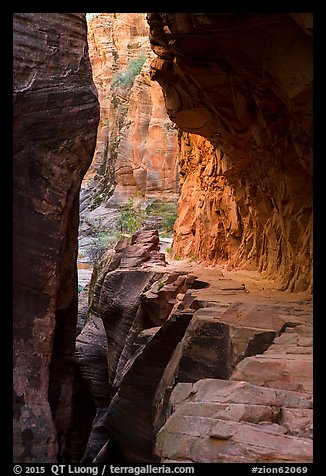 Trail cut into Echo Canyon. Zion National Park (color)