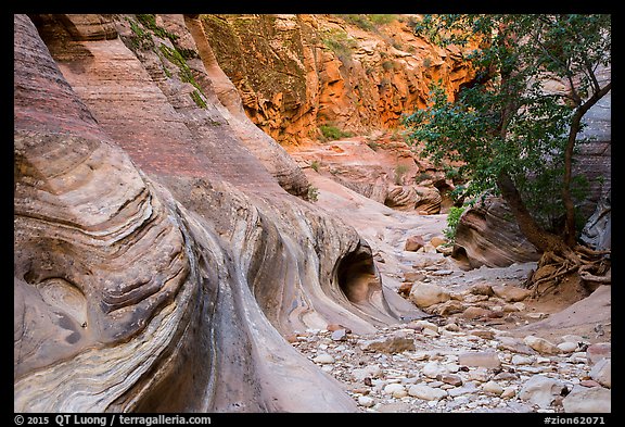 Trees and swirling rocks, Echo Canyon. Zion National Park (color)