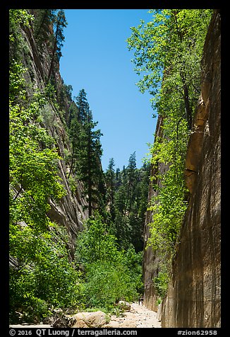 At the base of tall cliffs in Orderville Canyon. Zion National Park (color)