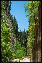 At the base of tall cliffs in Orderville Canyon. Zion National Park ( color)