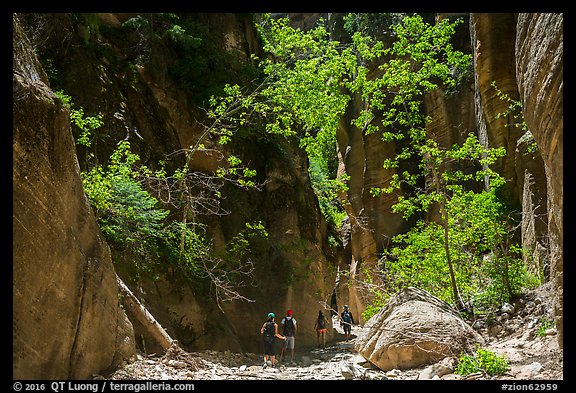 Hiking in dry creek bed, Orderville Canyon. Zion National Park (color)