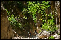 Hiking in dry creek bed, Orderville Canyon. Zion National Park ( color)