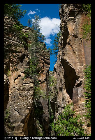 Looking upwards, Orderville Canyon. Zion National Park (color)