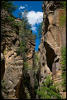 Looking upwards, Orderville Canyon. Zion National Park ( color)