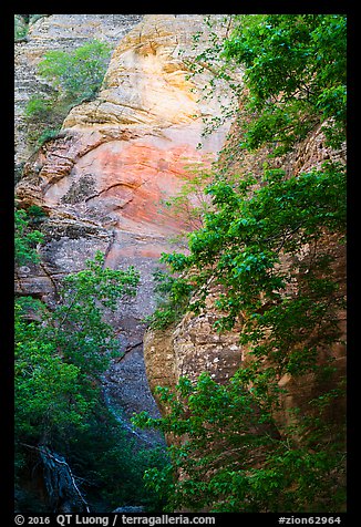 Vegetation and sandstone walls, Orderville Canyon. Zion National Park (color)