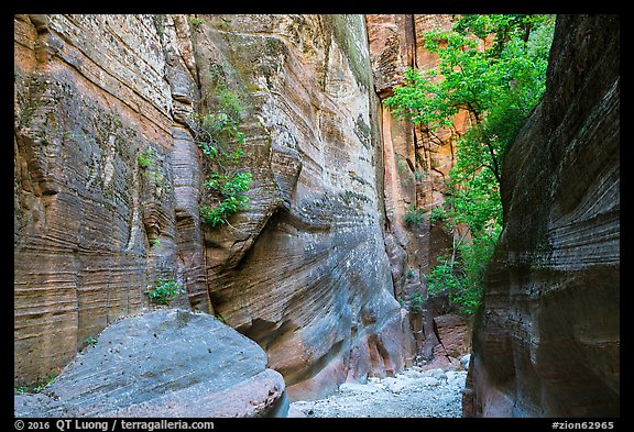 Sandstone canyon and vegetation, Orderville Canyon. Zion National Park (color)