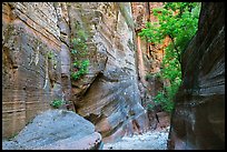 Sandstone canyon and vegetation, Orderville Canyon. Zion National Park ( color)