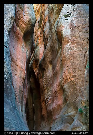 Slot between canyon walls, Orderville Canyon. Zion National Park (color)