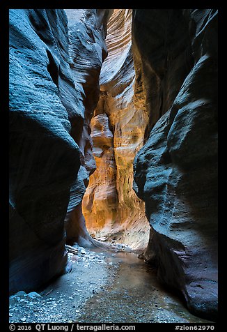 Glowing wall, Orderville Canyon. Zion National Park (color)