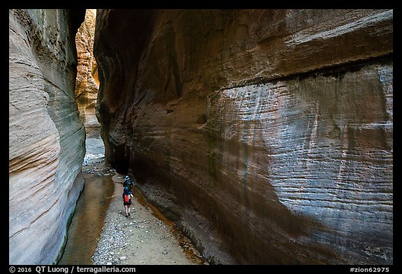 Walking between tall walls, Orderville Canyon. Zion National Park (color)