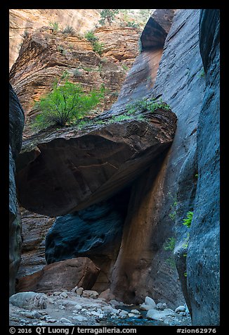 Tree growing on large jammed boulder, Orderville Canyon. Zion National Park (color)