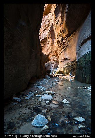 Stream and glowing wall, Orderville Canyon. Zion National Park (color)