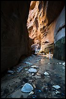 Stream and glowing wall, Orderville Canyon. Zion National Park ( color)