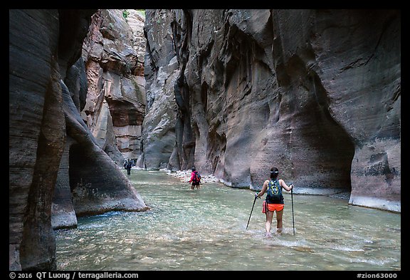Hikers in the Narrows below Orderville Junction. Zion National Park (color)