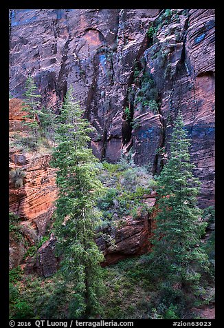 Trees and cliffs, Refrigerator Canyon. Zion National Park (color)