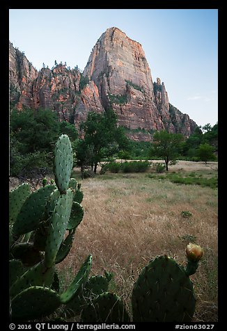 Cactus and Great White Throne. Zion National Park (color)