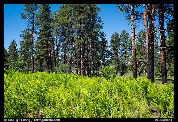 Ferns and pine forest, Wildcat Canyon Trail. Zion National Park, Utah, USA.