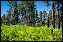 Ferns and pine forest, Wildcat Canyon Trail. Zion National Park ( color)