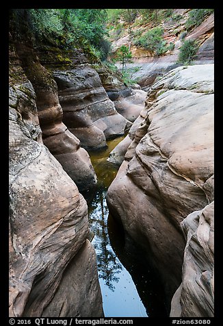 Tree reflected in Left Fork. Zion National Park (color)