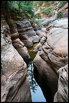 Tree reflected in Left Fork. Zion National Park ( color)