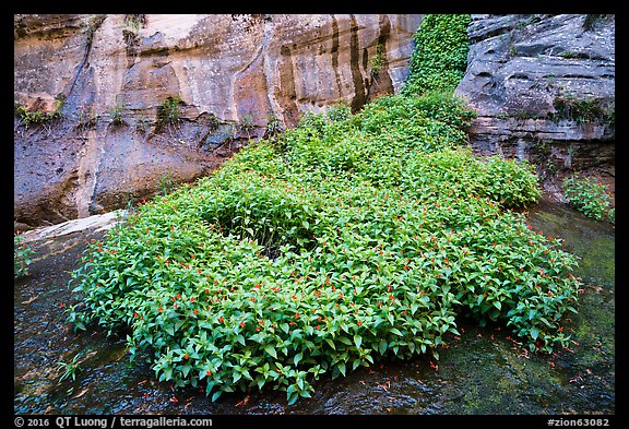 Lush wildflowers in canyon, Left Fork. Zion National Park (color)