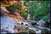 Lush oasis along Left Fork. Zion National Park ( color)