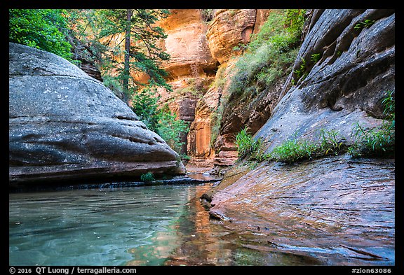 Emerald stream and lush vegetation along Left Fork. Zion National Park (color)