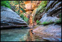 Emerald stream and lush vegetation along Left Fork. Zion National Park ( color)