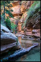 Emerald waters and canyon walls along Left Fork. Zion National Park ( color)