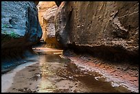 Left Fork flows in Upper Subway. Zion National Park ( color)